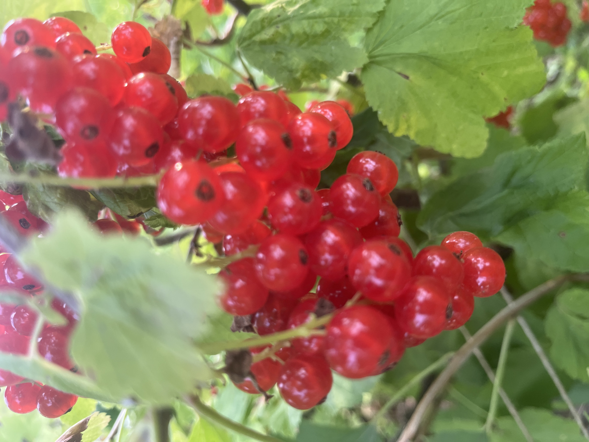 A lush Russian garden in midsummer, pets and produce included.