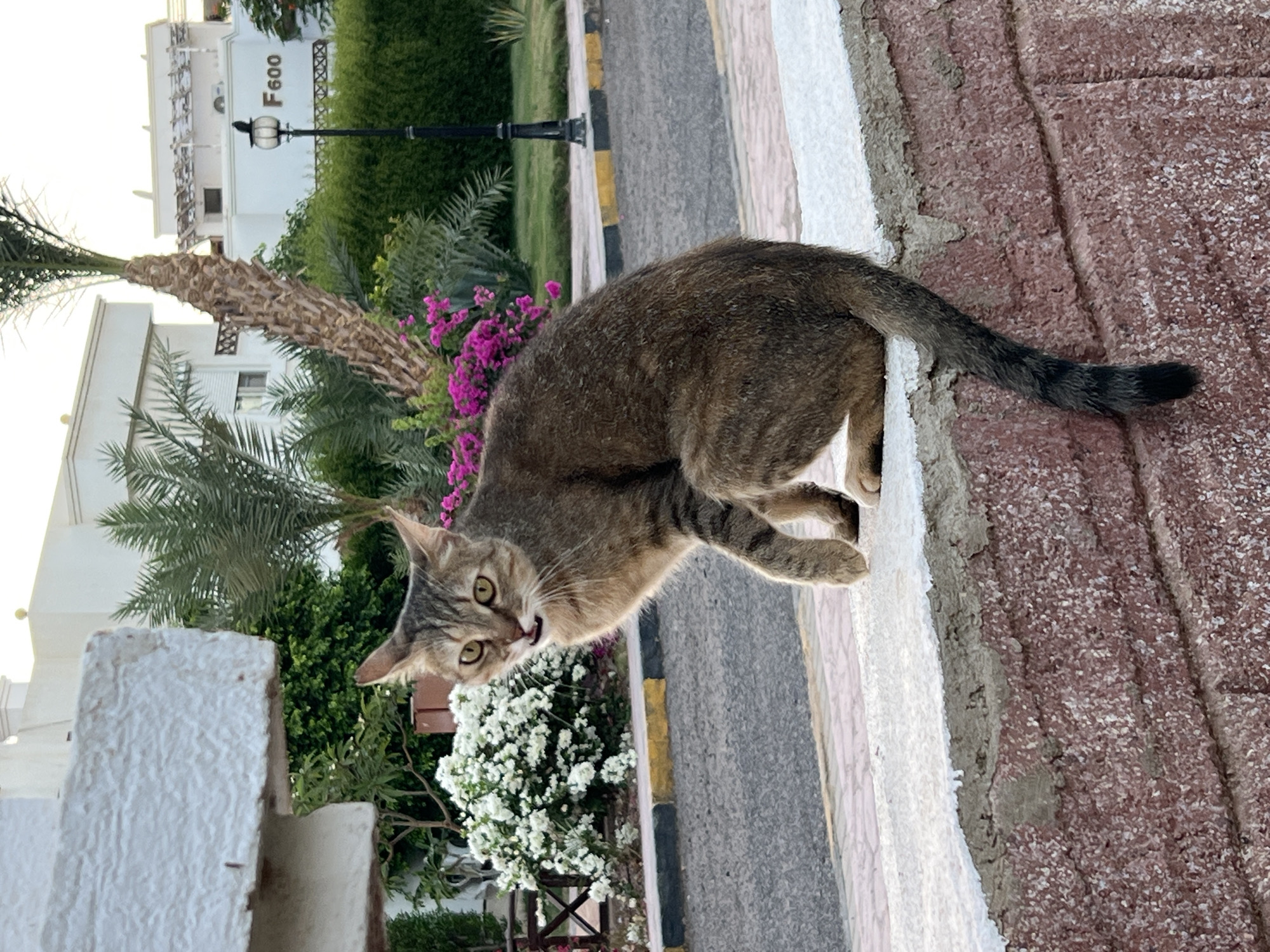 Cats, pools, and palm trees at a Sharm El Sheikh resort