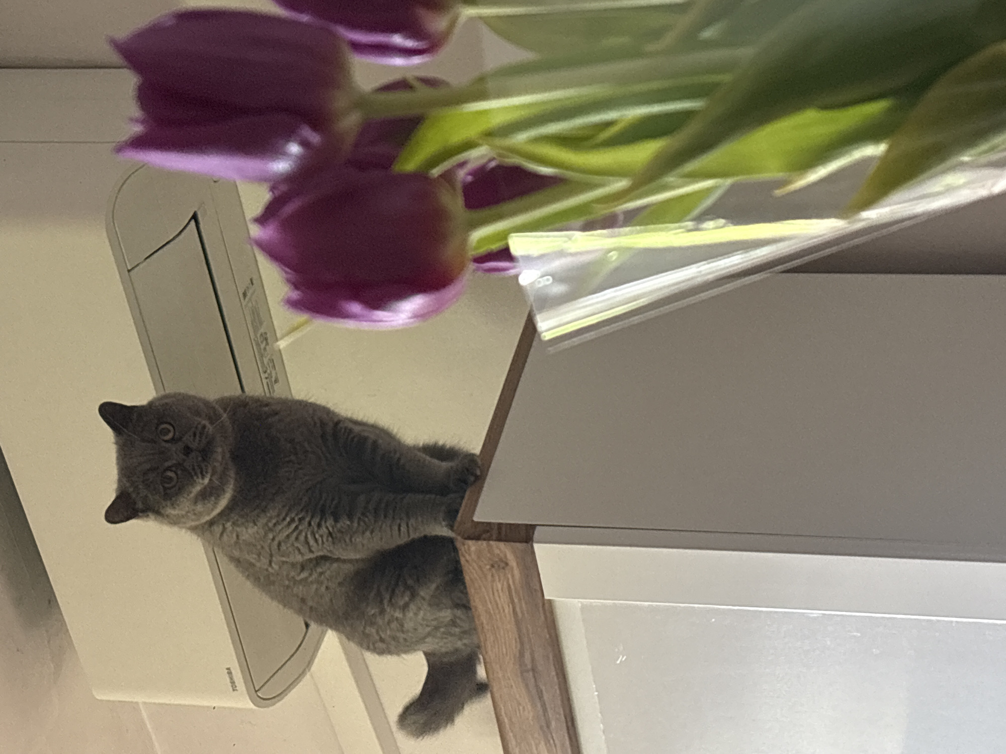 Gray cat lounges at home with tulips in Burgas