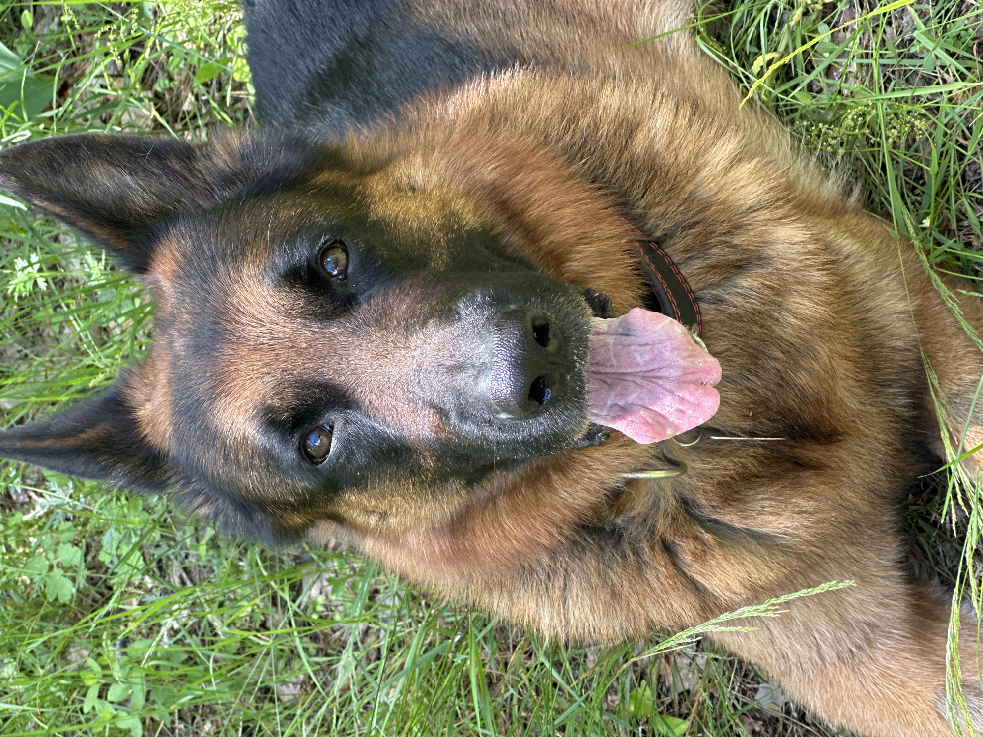 German Shepherd and wildflowers in wooded park setting
