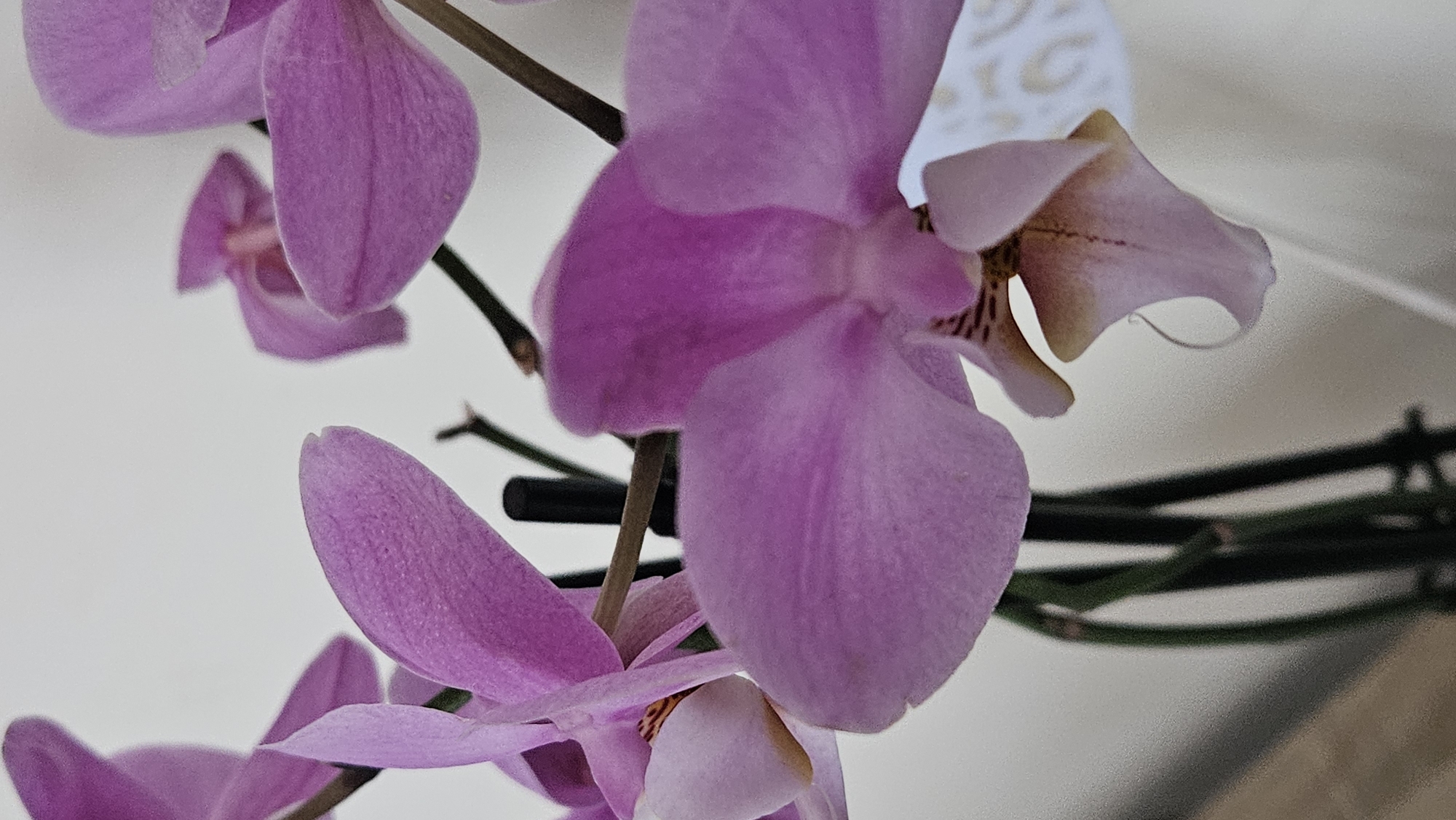 Orchids and apartment buildings around Bratislava on a summer morning