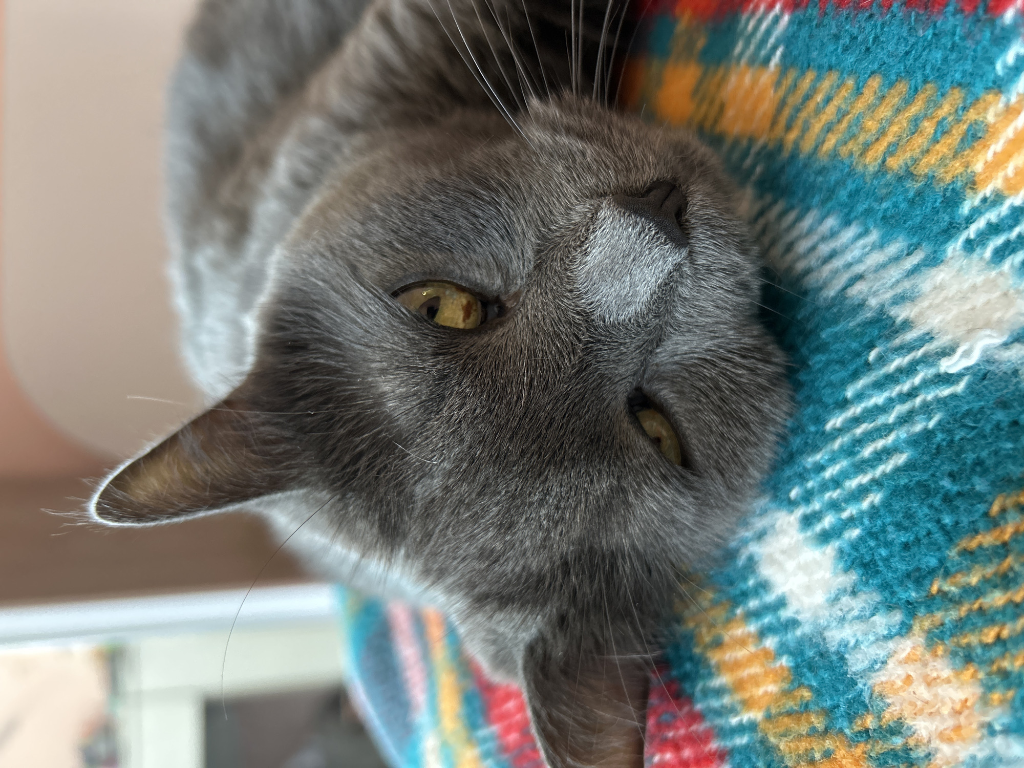 Gray cat photographed upside-down on plaid blanket in Bulgaria