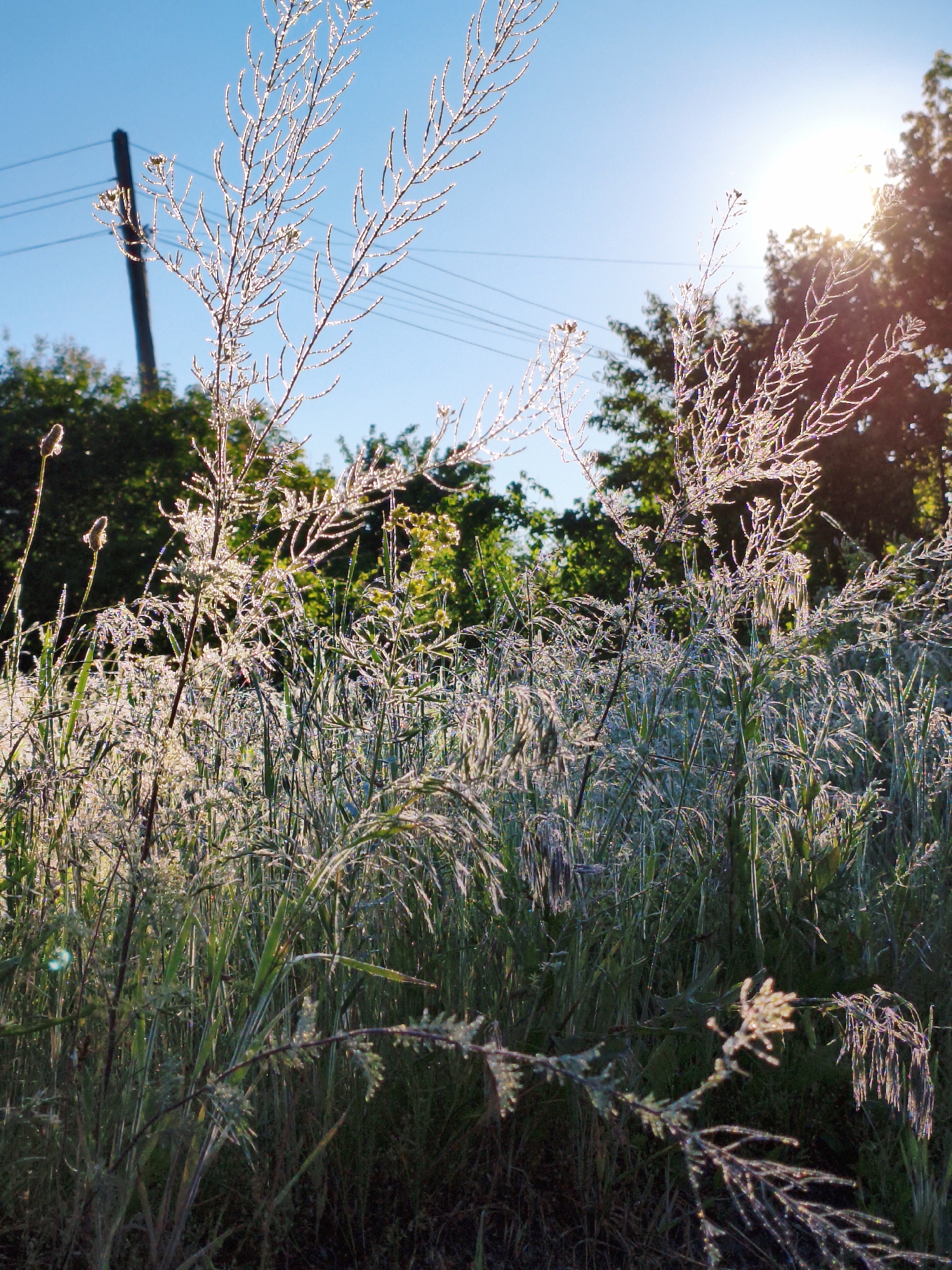 Morning walk through rural Ustyvytsia countryside captured in 16 moments