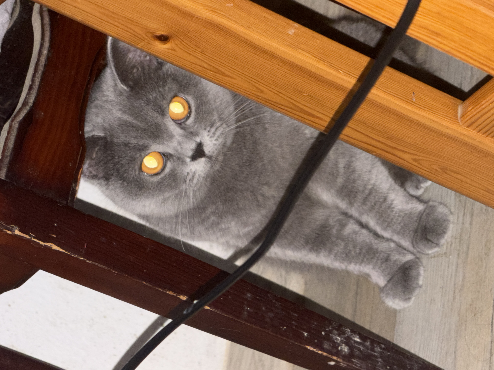 Grey cat roams a Szczecin apartment as dusk falls outside