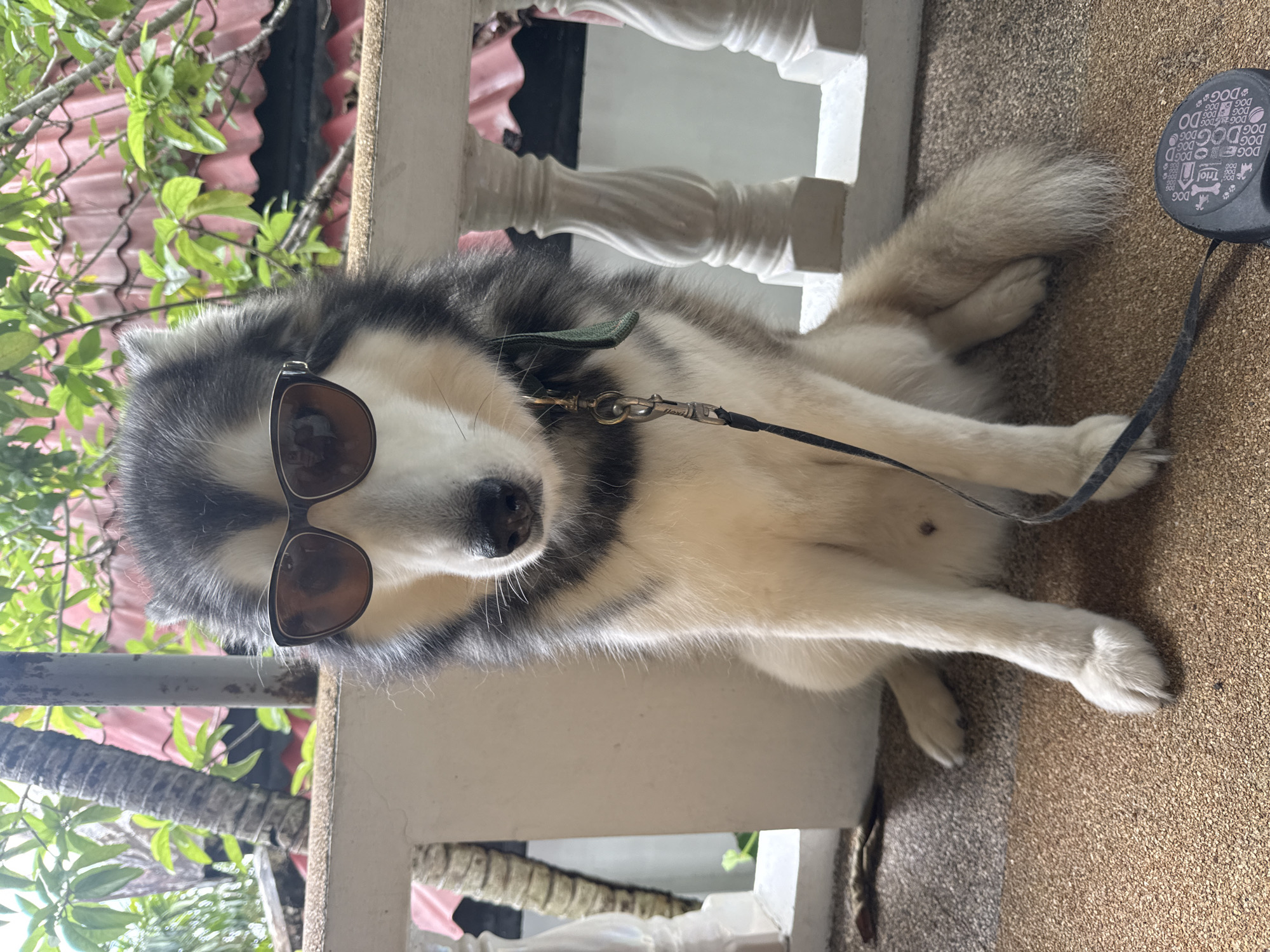 Husky in aviator shades relaxes on a Chalong balcony
