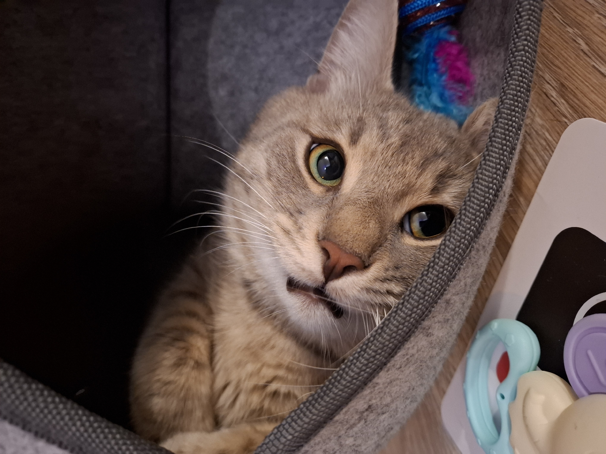 Tabby cat photographed playing in bed over one hour