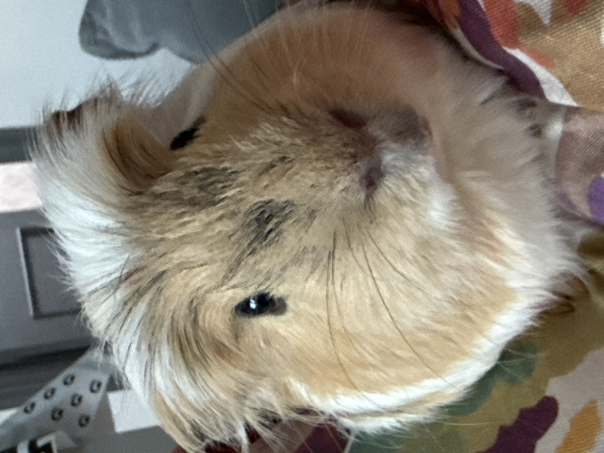 Guinea pig and craft snake observed together
