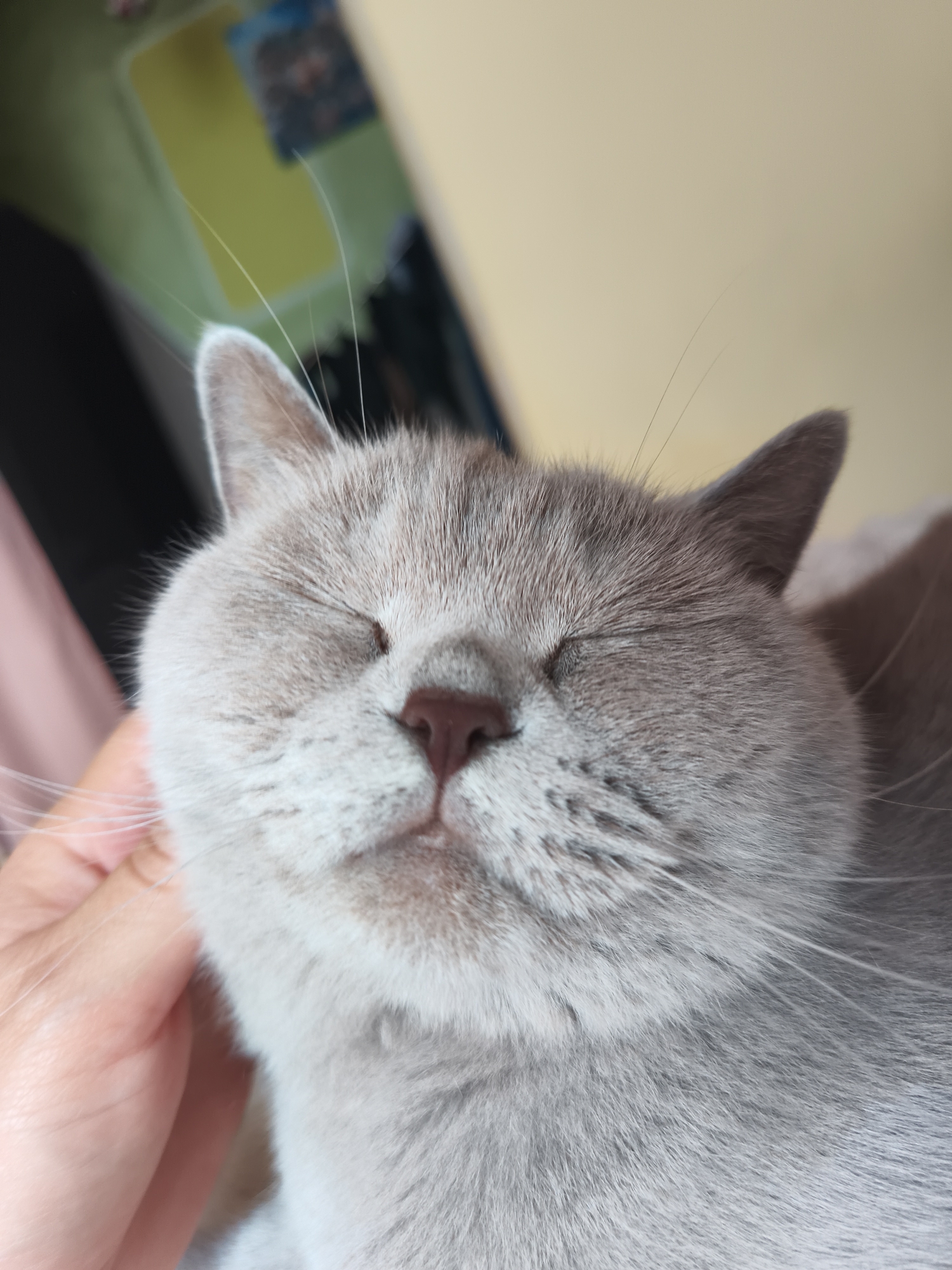 British Shorthair cat's afternoon in a Ternopil apartment