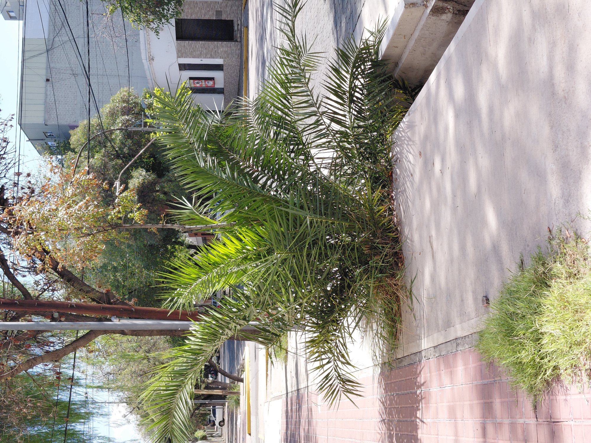Urban vegetation documented in Mendoza street scenes