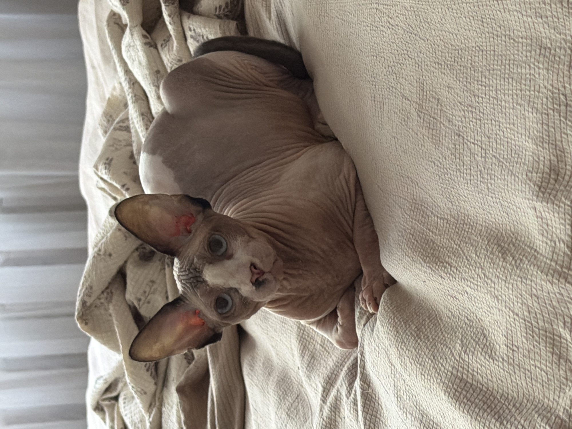 Sphynx cat on a bed in Odesa, blue eyes and all