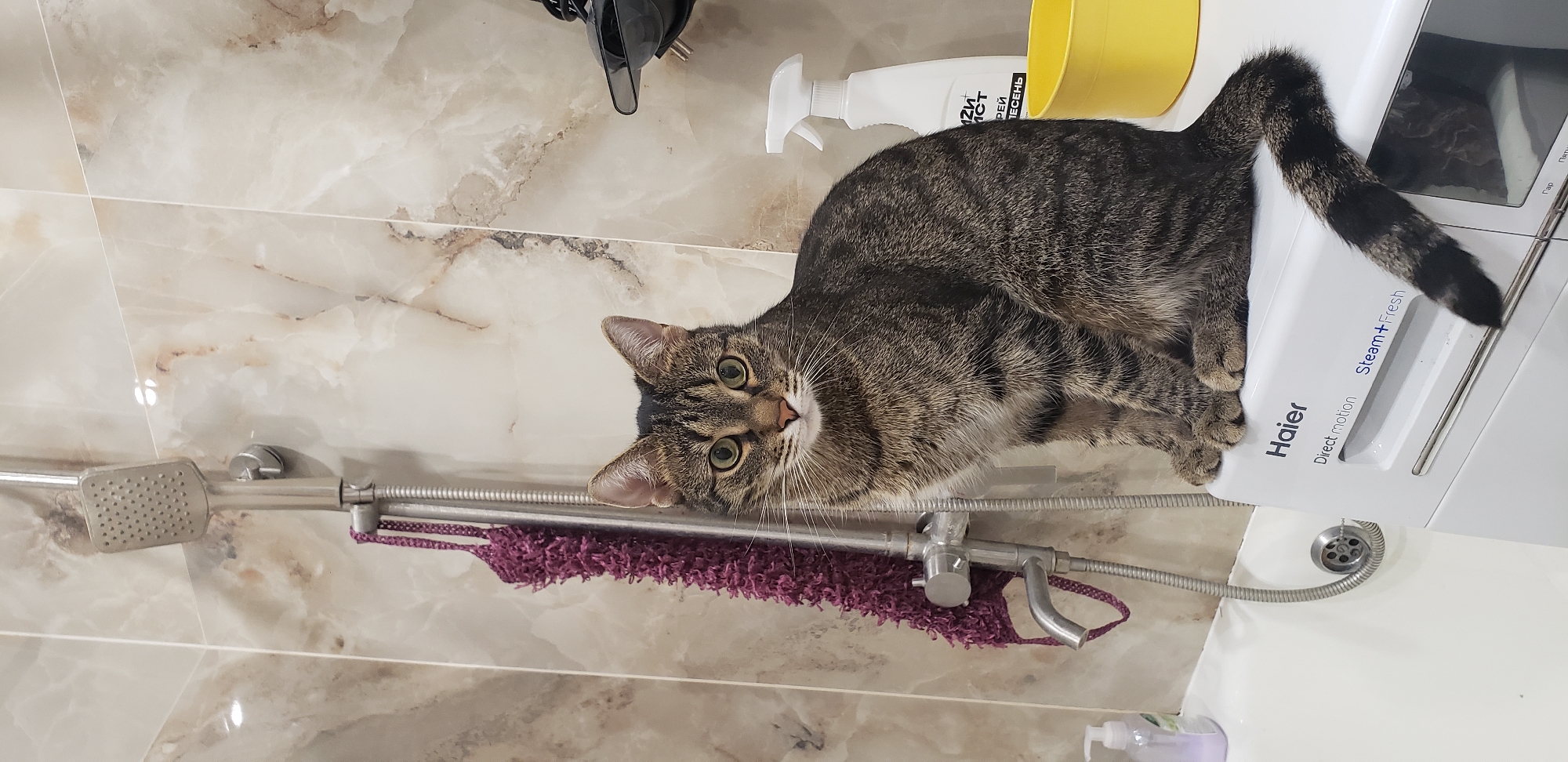 Tabby cat claims the bathroom in Staraya Kupavna