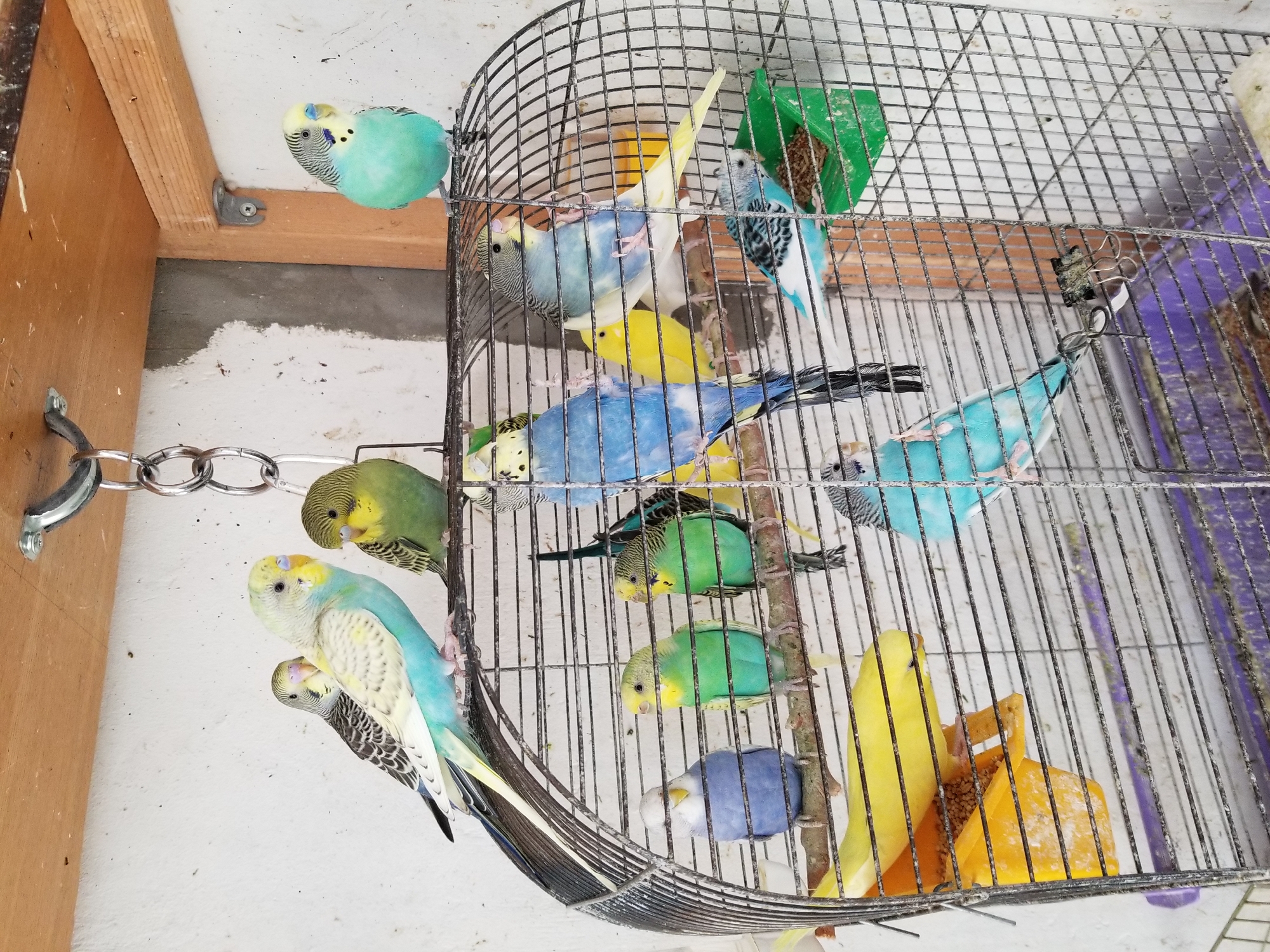 Budgerigars in a hanging cage, Tiraspol courtyard