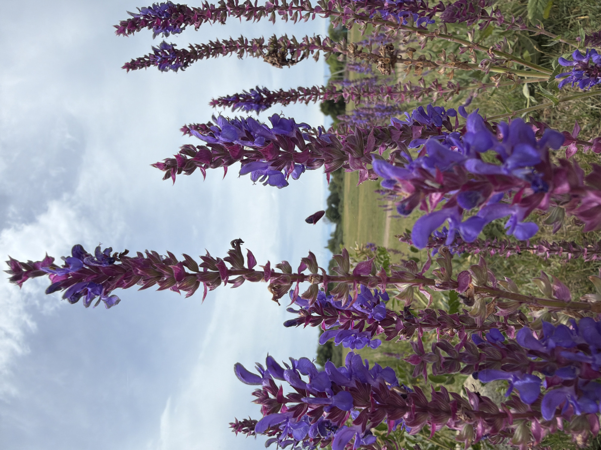 Alpine meadow morning: wildflowers, mountain views, and local flora