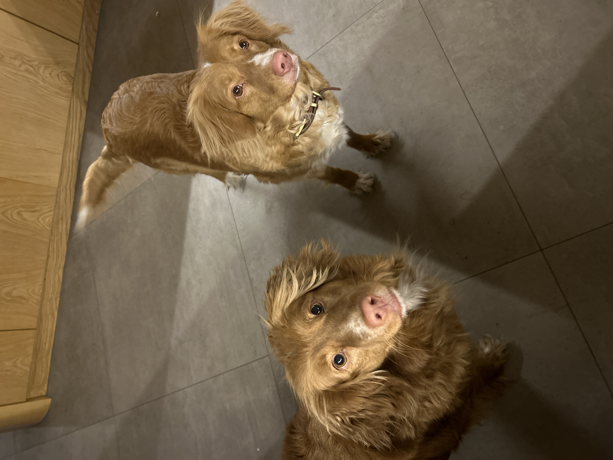 Two retrievers photographed indoors in Riga