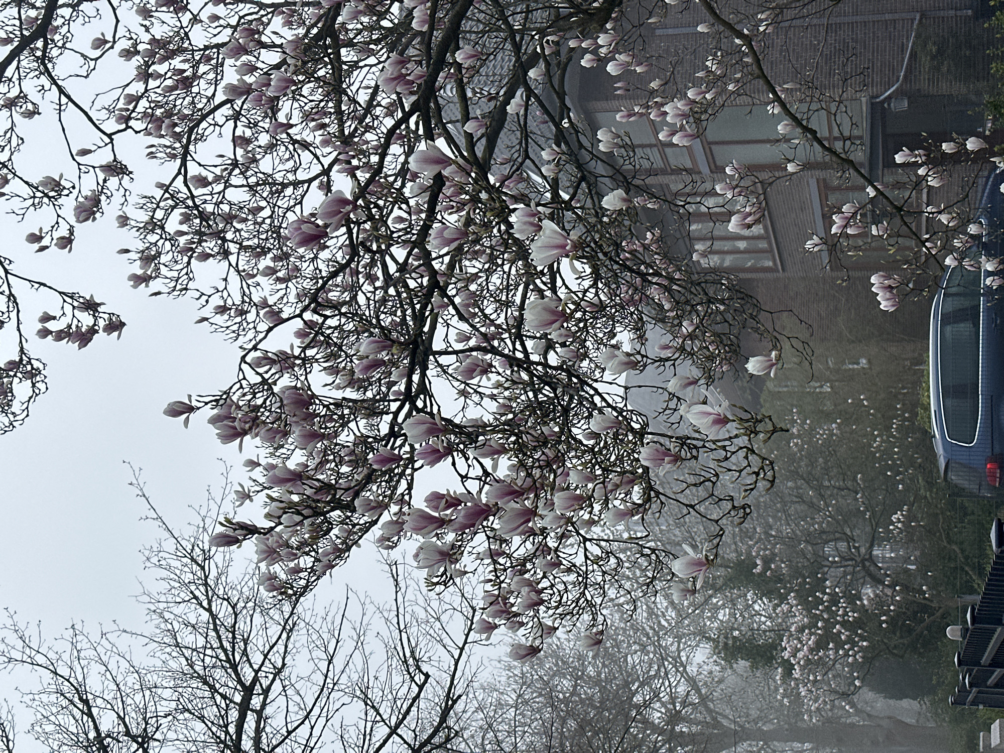 Morning moments captured across Kiel: blooms, selfies, meals