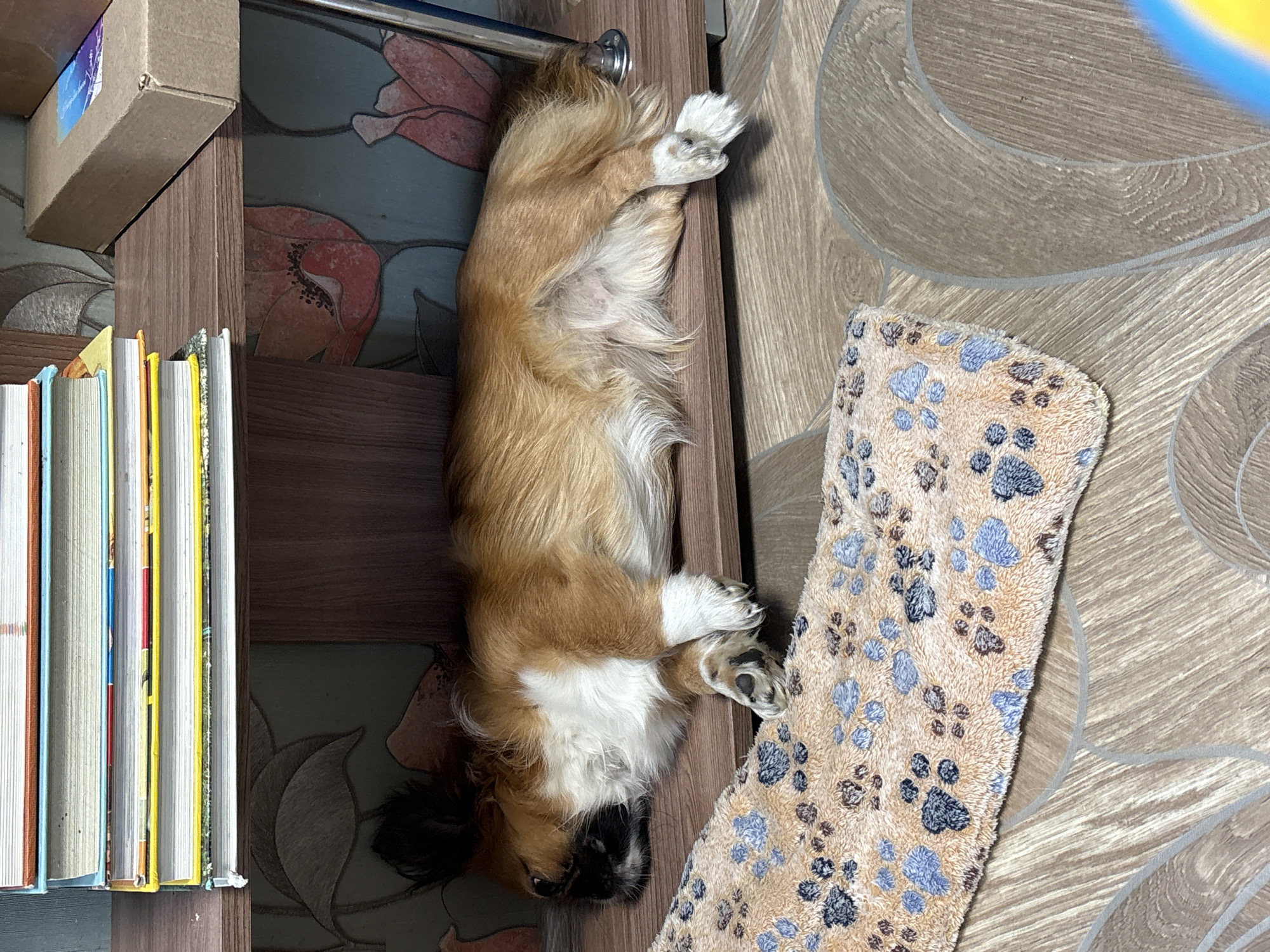 Pet owner documents morning moments with dogs in Klin