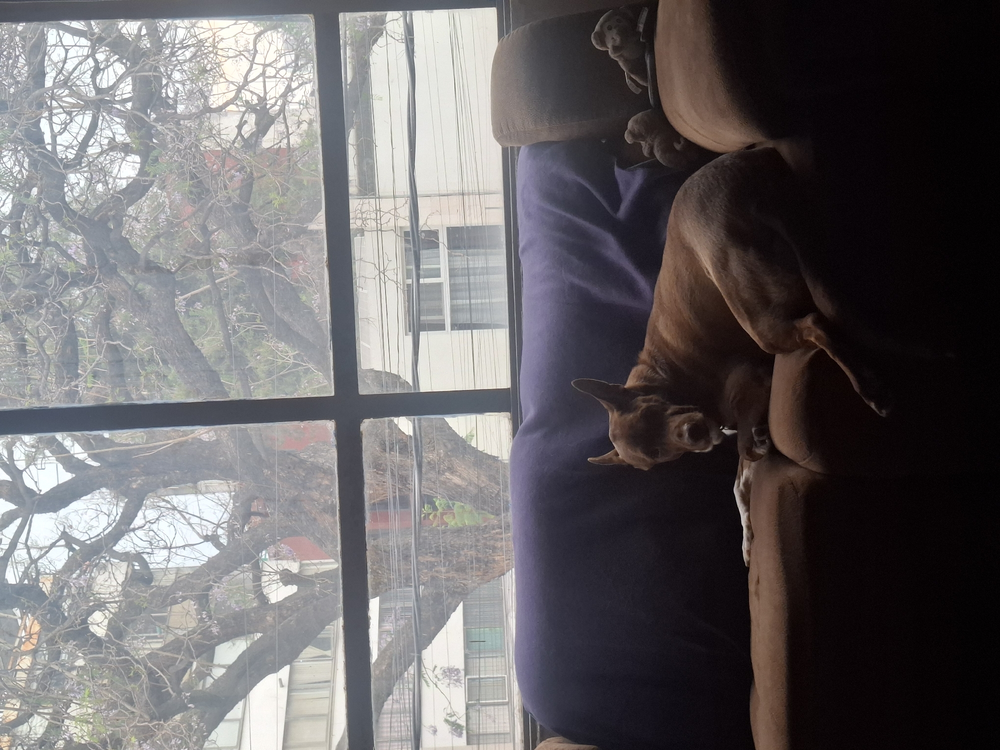 Dog rests on couch, gazes out window in Naucalpan