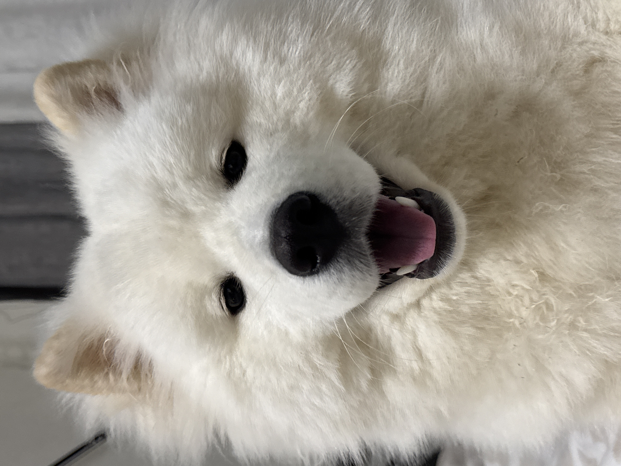 Afternoon bike rides and a very photogenic Samoyed in Chaikovsky