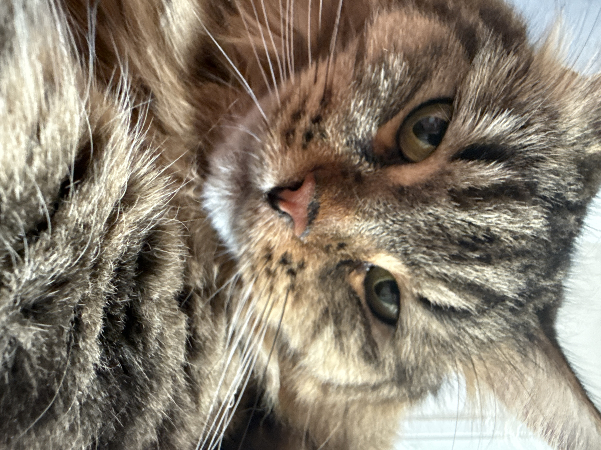Tabby cat portraits on white bedding, Izhevsk