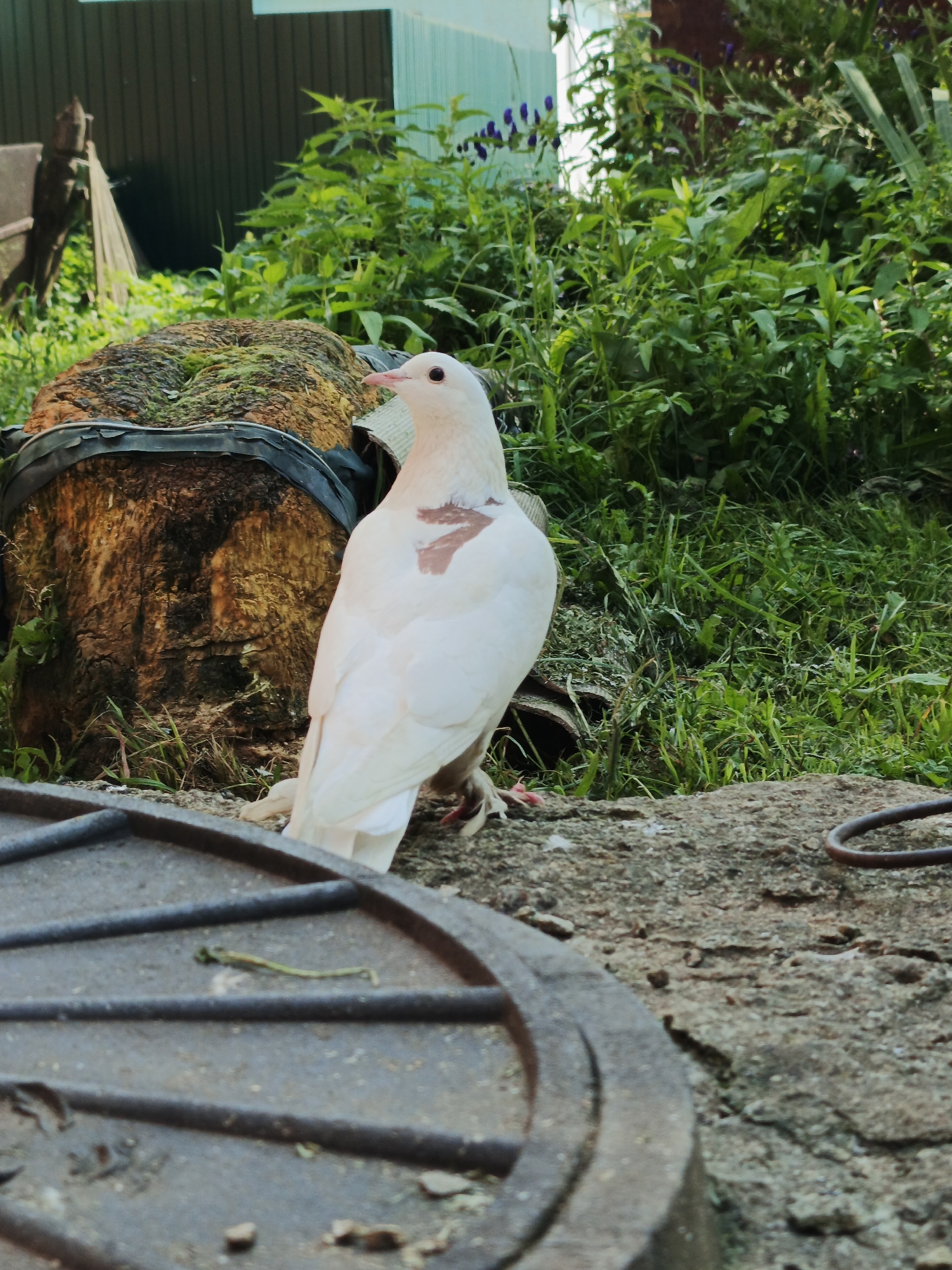 Summer morning in a Russian village — gardens, animals, and rural life