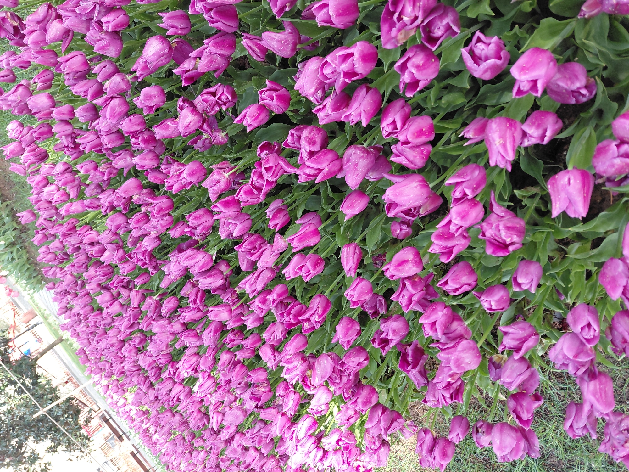 Spring tulip displays documented in Sarıyer park, Turkey