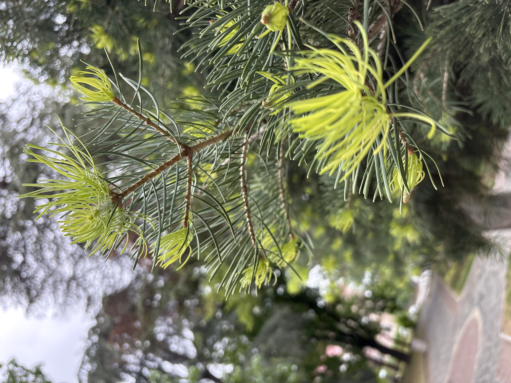 Spring foliage documented in Blagoevgrad park, Bulgaria