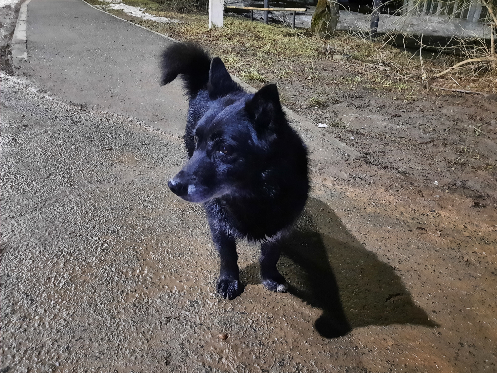 Black dog spotted on wet streets in Krasnogorskoye