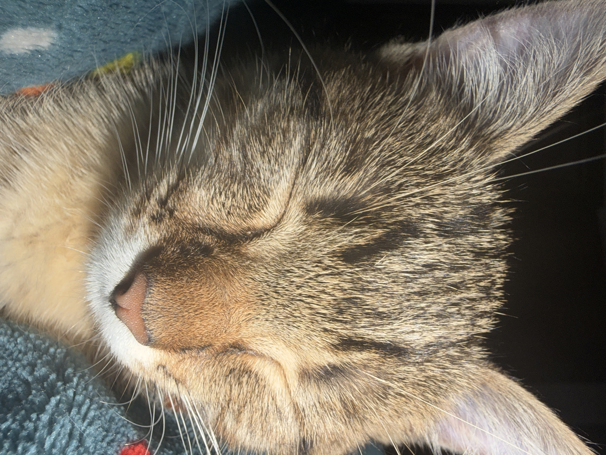 Tabby kitten's afternoon adventures documented in domestic setting