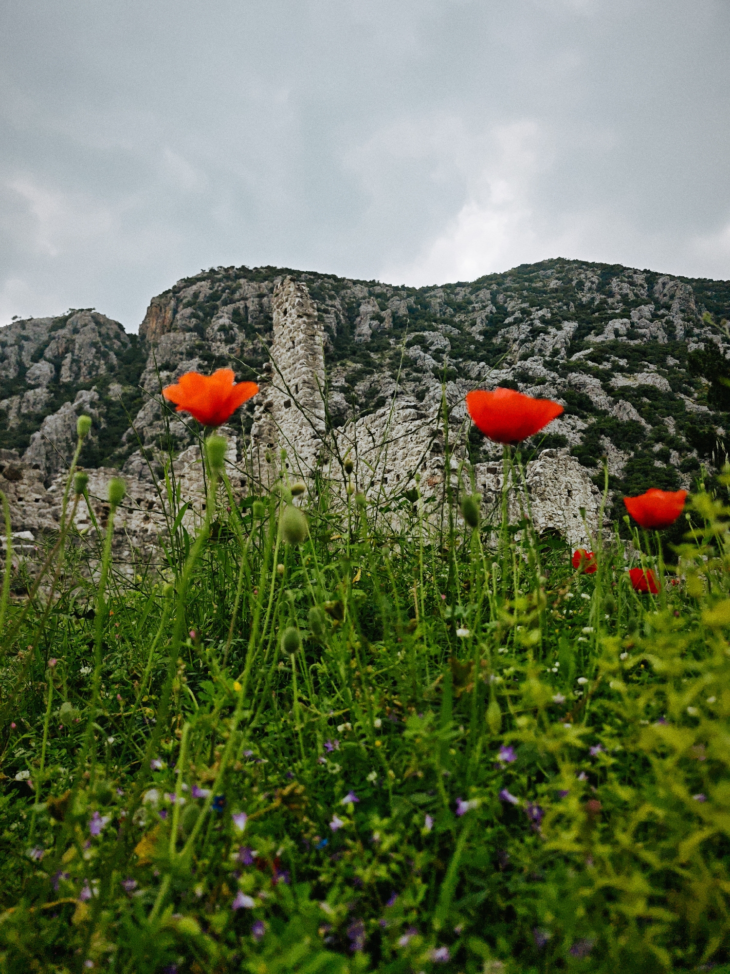 Spring wildflowers bloom among ancient ruins in Kumluca, Turkey