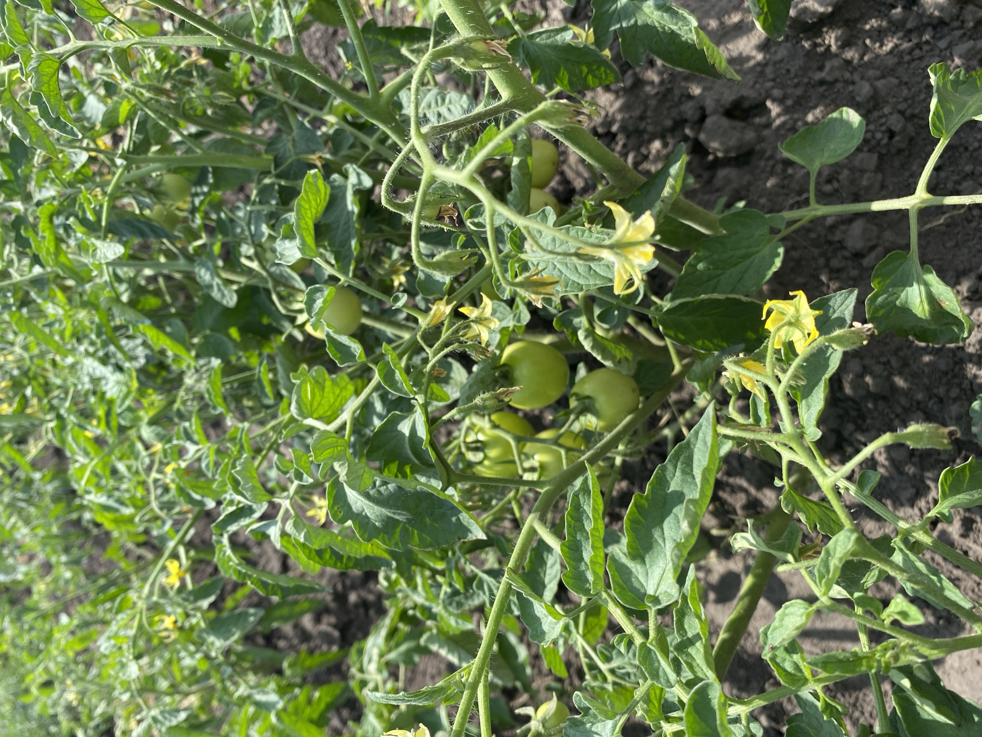 Summer vegetable garden in Vasylky, Ukraine, mid-season growth