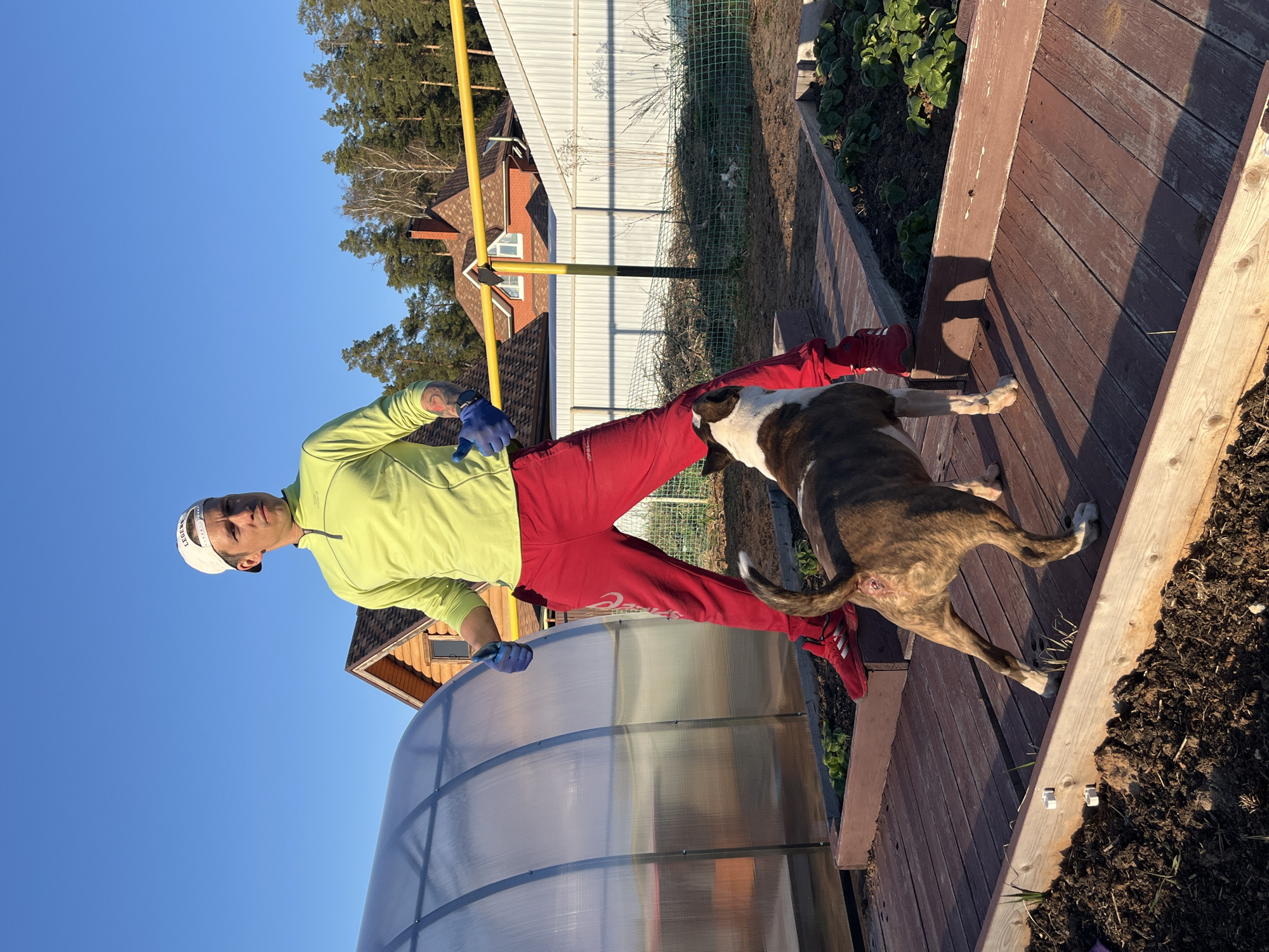 Colorfully-dressed man does yoga with Bull Terrier in Chaikovsky backyard