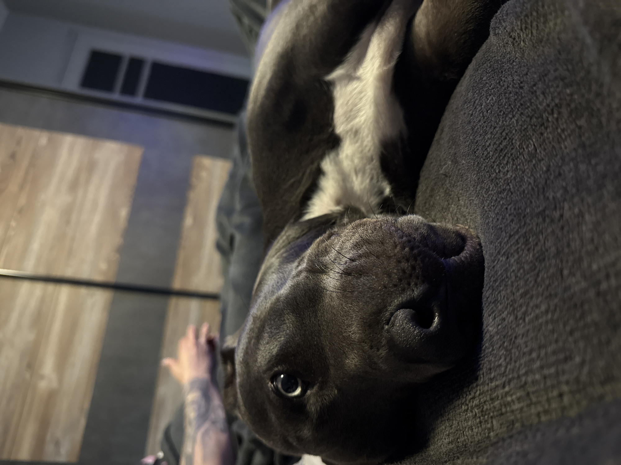 Pit bull photographed resting on couch in Varna