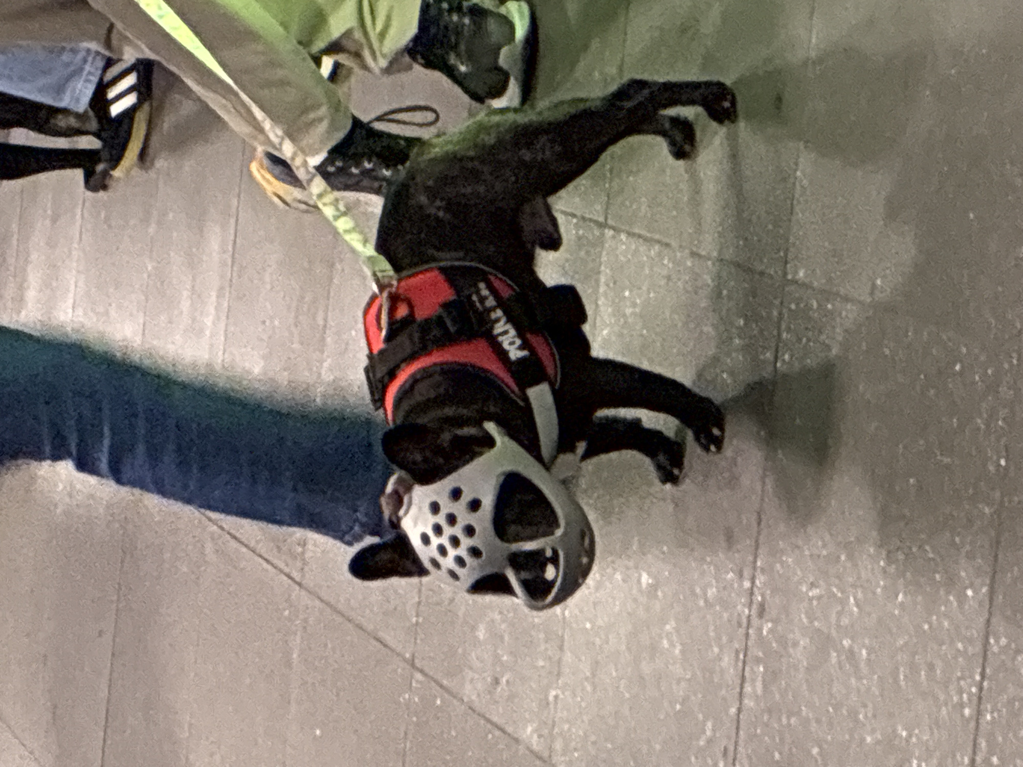 Berlin Transit Scenes: Police Dog, Commuters Spotted Underground