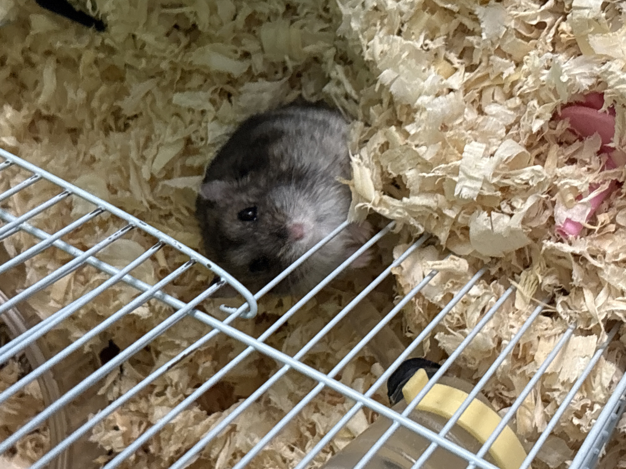 Cat and hamster share the spotlight in a Vladivostok home