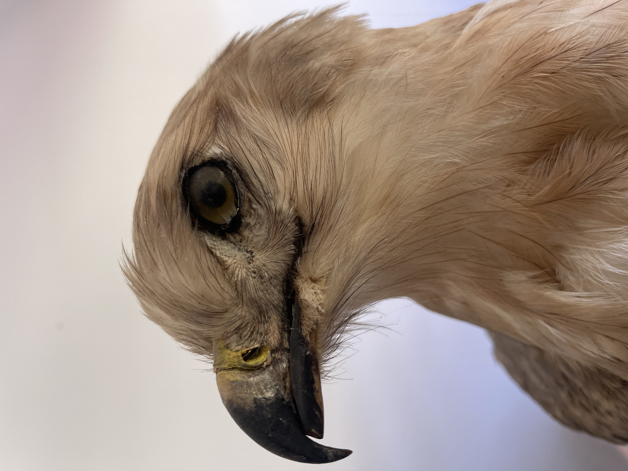 Browsing taxidermy and nature illustration prints in Tel Aviv