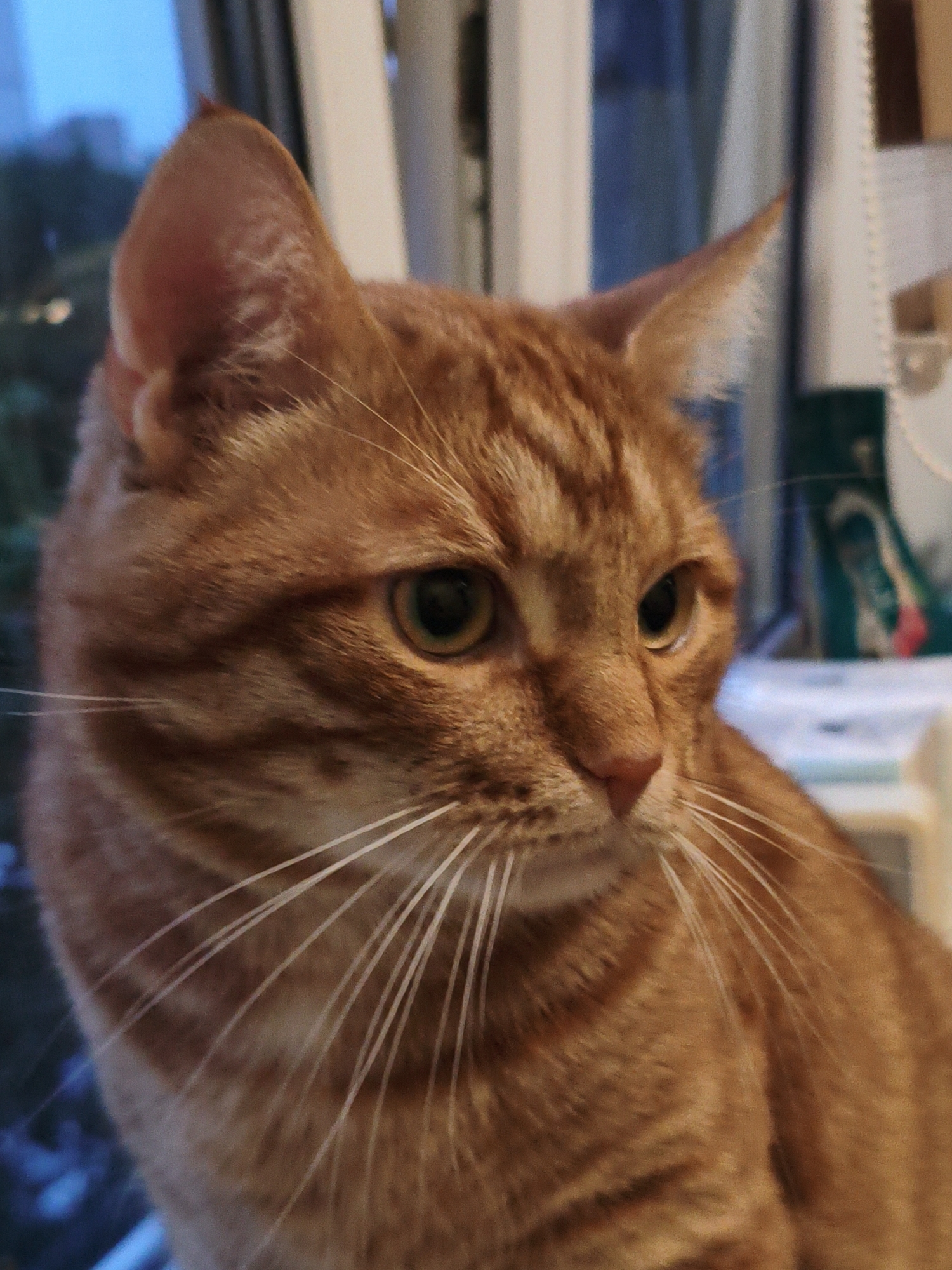 Orange tabby cat in close-up profile shot