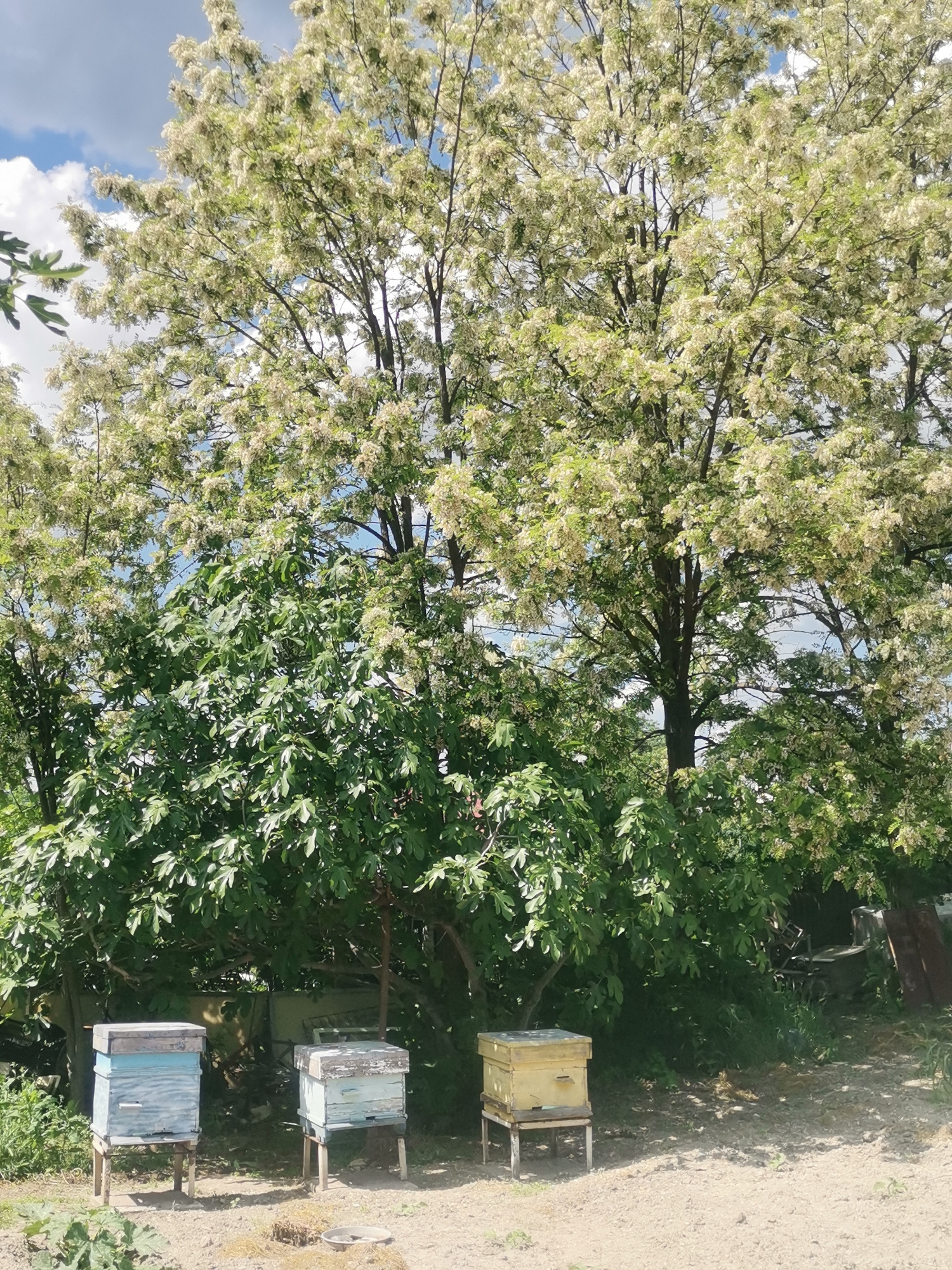 Colorful beehives spotted in rural Bulgarian countryside
