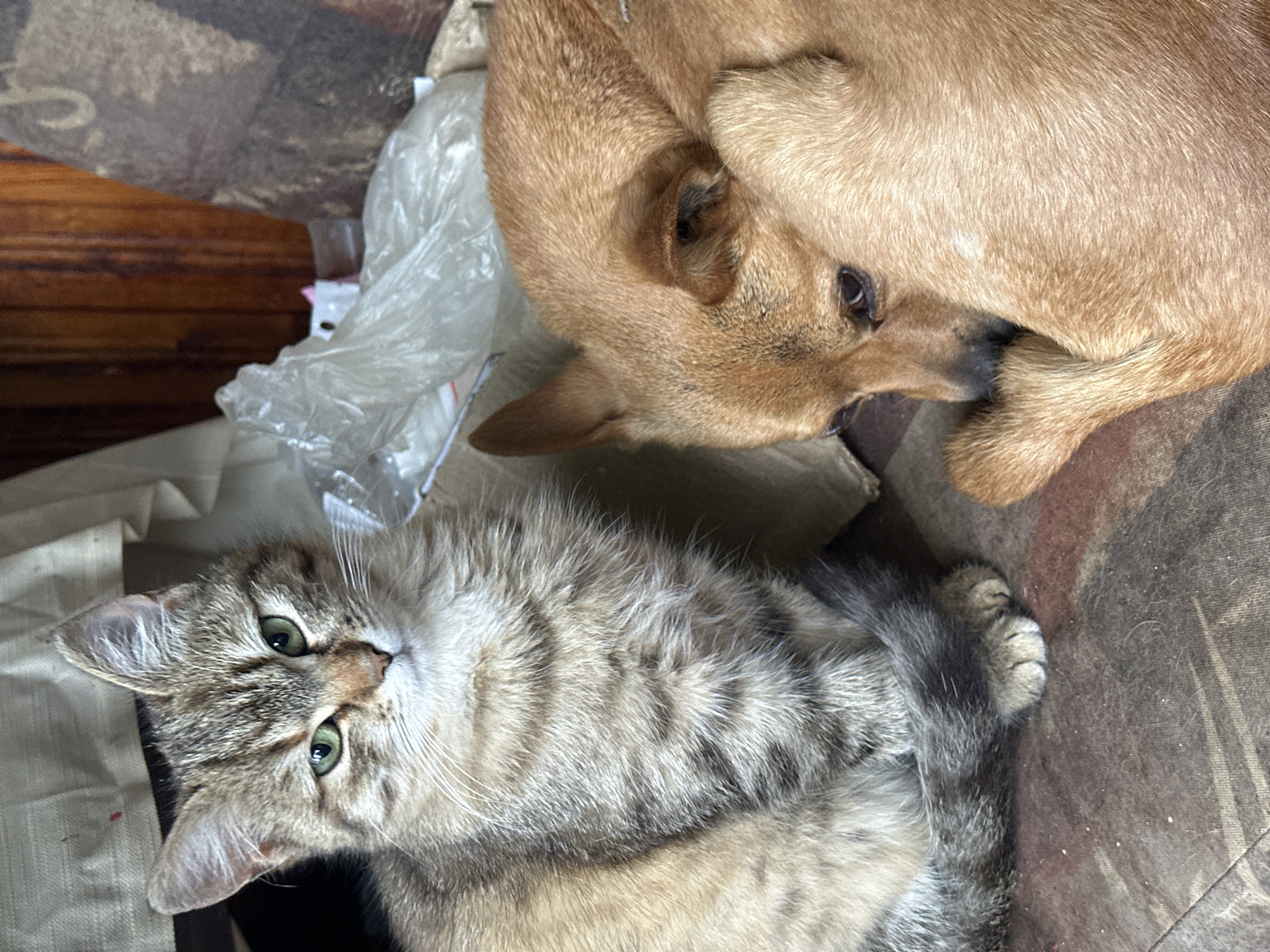 Quiet afternoon captures pets and beach TV in Bulgaria