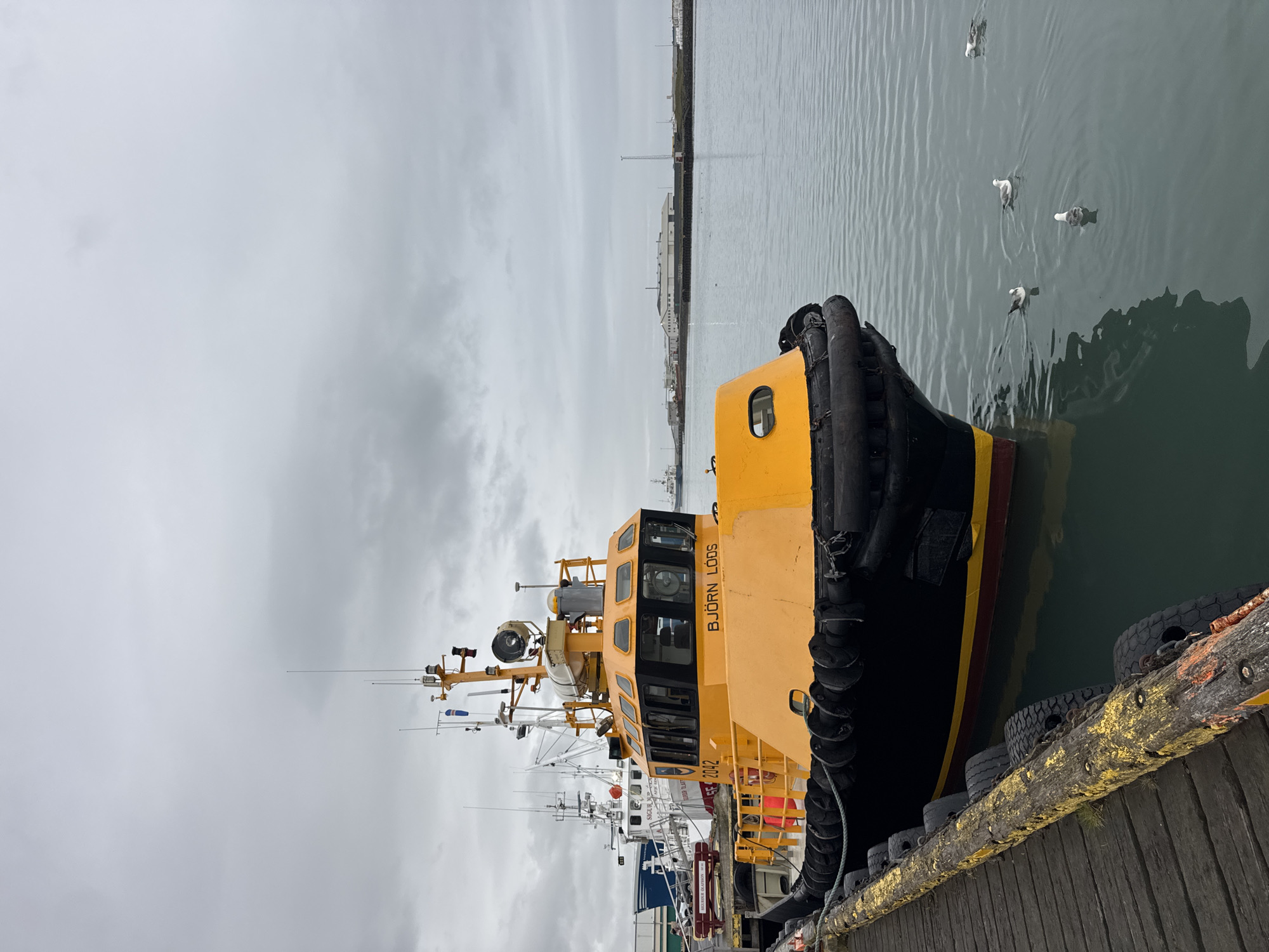 Evening harbor and café scenes documented in Höfn, Iceland
