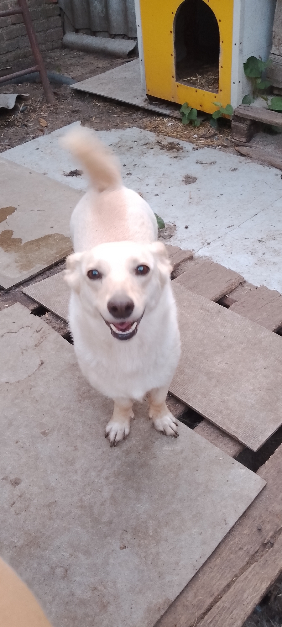Dogs of Belgorod, inside and out.