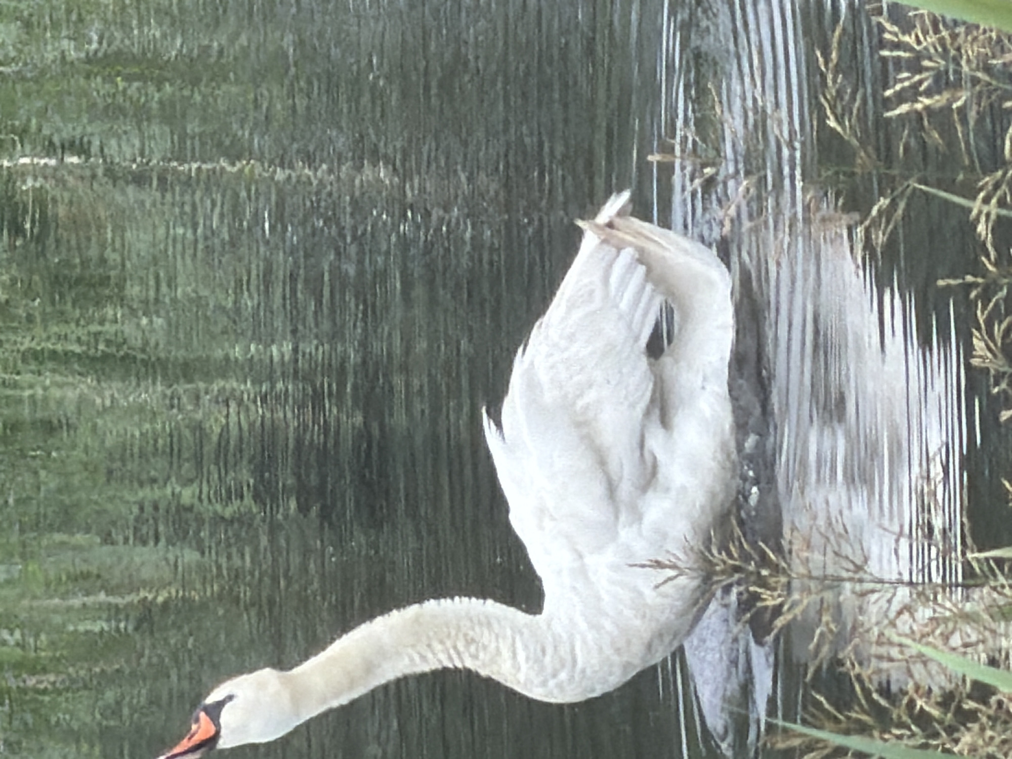 Mute swans on a Szczecin waterway on a cloudy summer afternoon