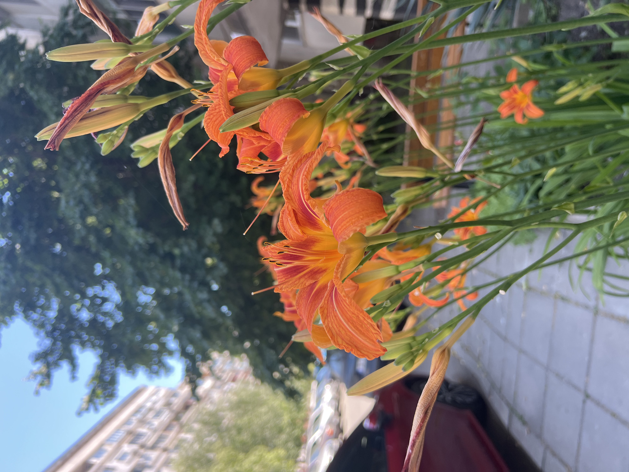 Summer flowers and love signs in Burgas, Bulgaria