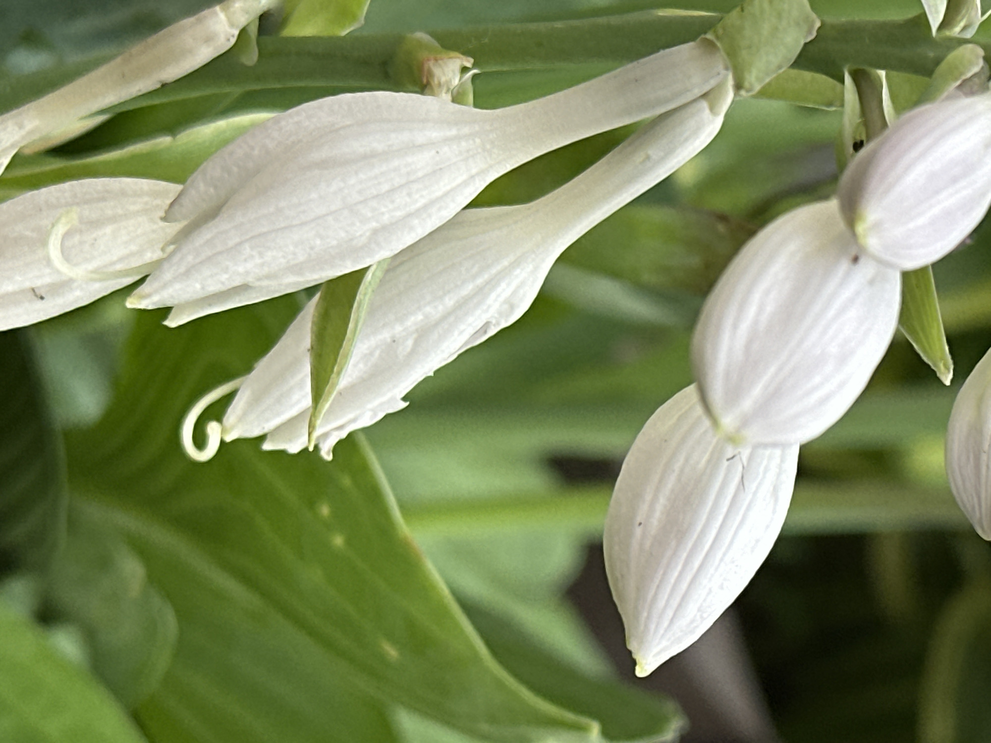 Close-up garden photography session in Podolsk, summer blooms