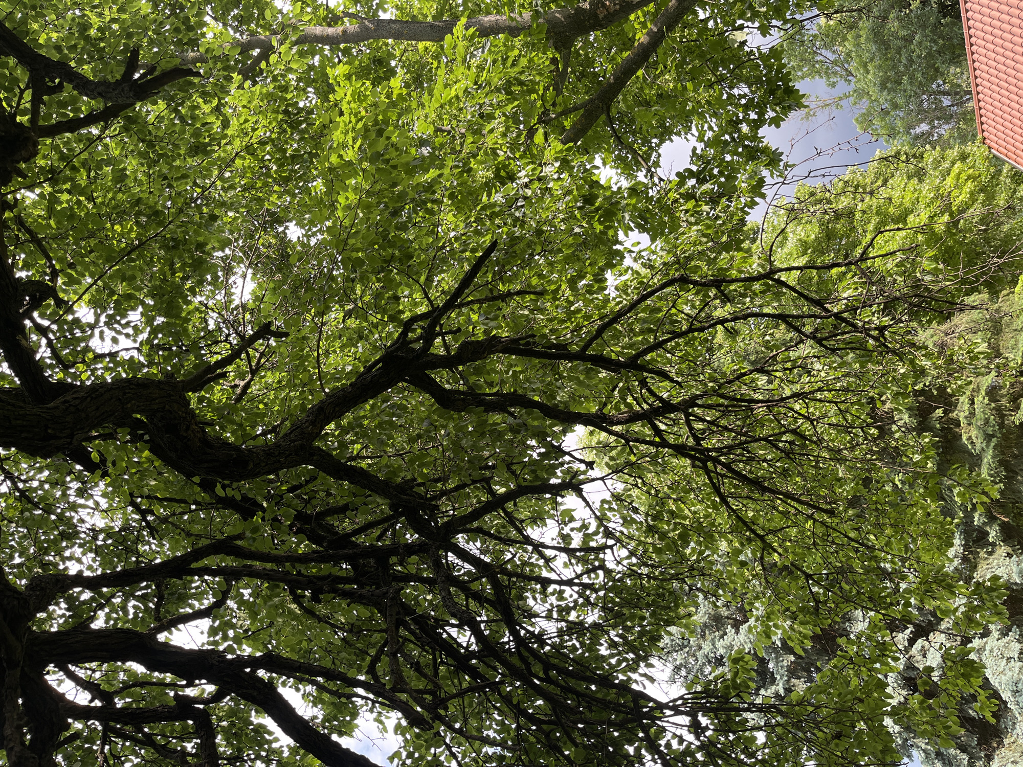 Budgerigars and tree canopy captured in Shumen, Bulgaria afternoon