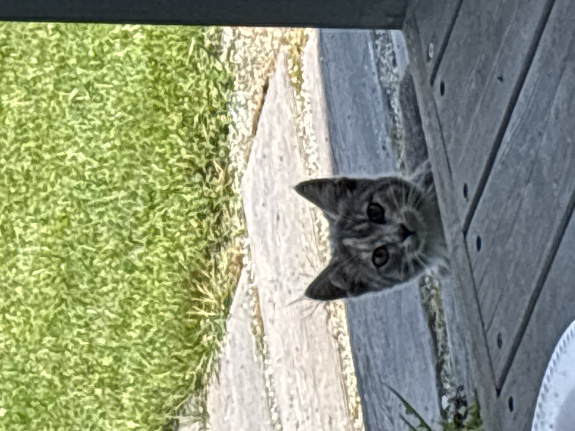 Kittens eating and exploring a backyard deck in Zvenigorod