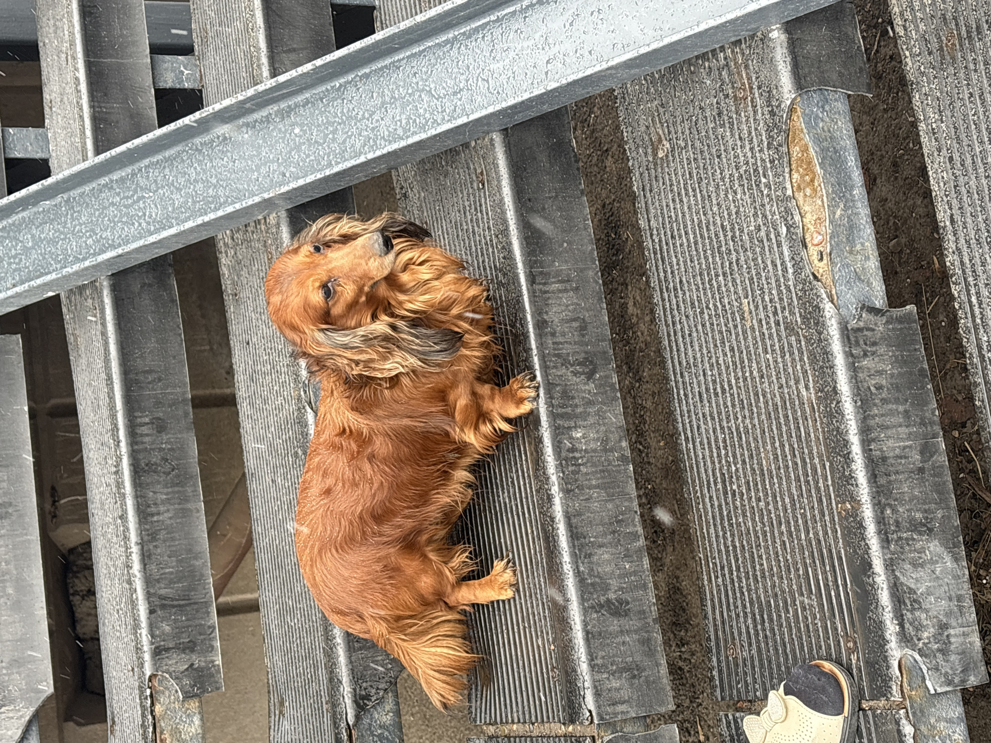 Dachshund and domestic scenes documented in Krasnoyarsk