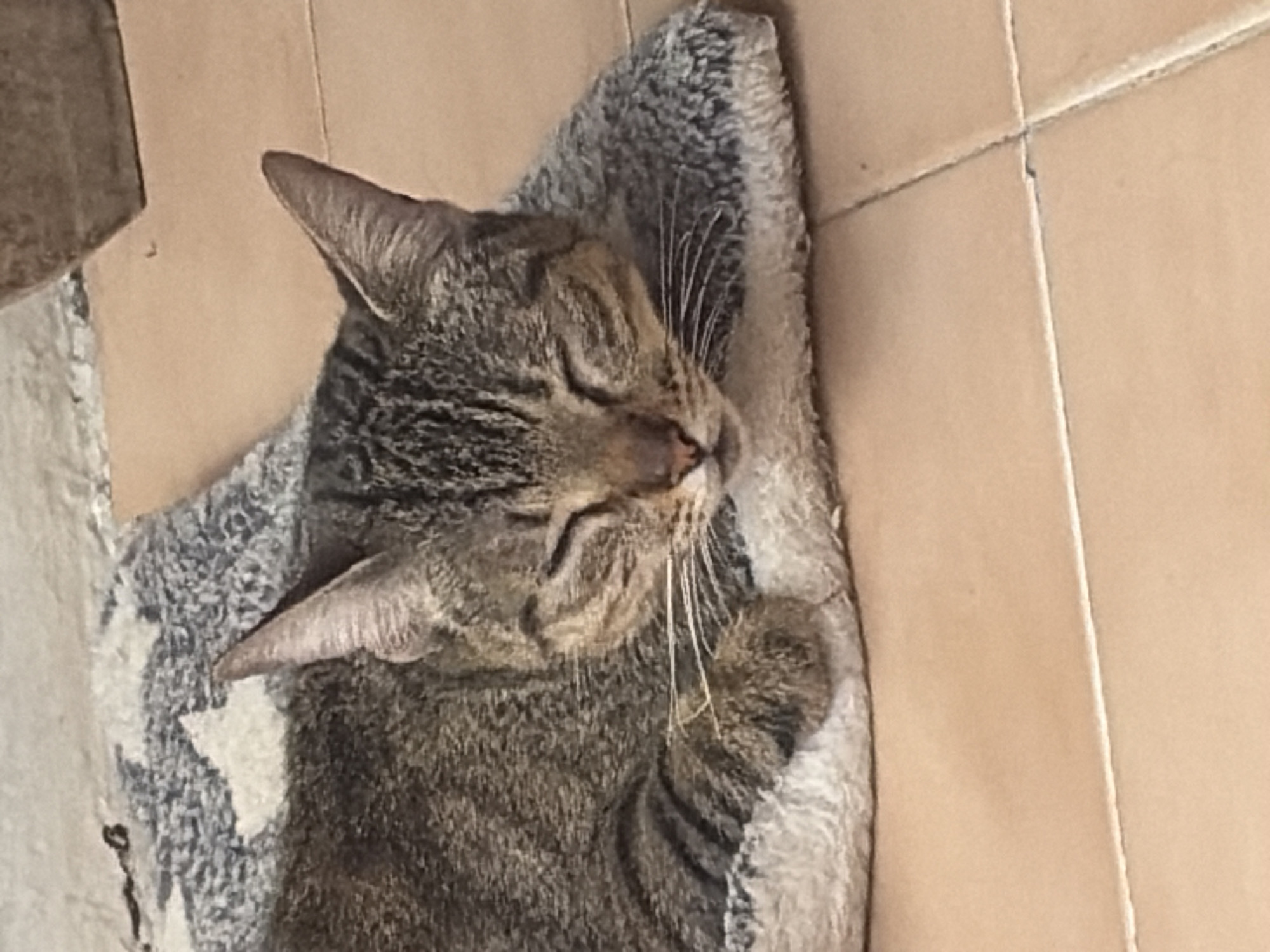 Evening home life with pets in Ciudad Guayana