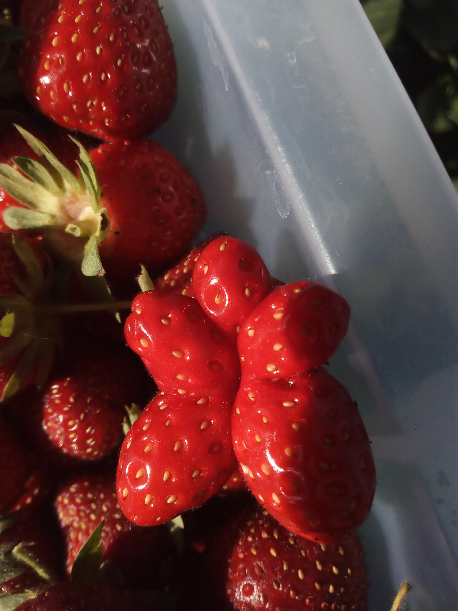 Flowers and fresh strawberries from a Usman garden in summer