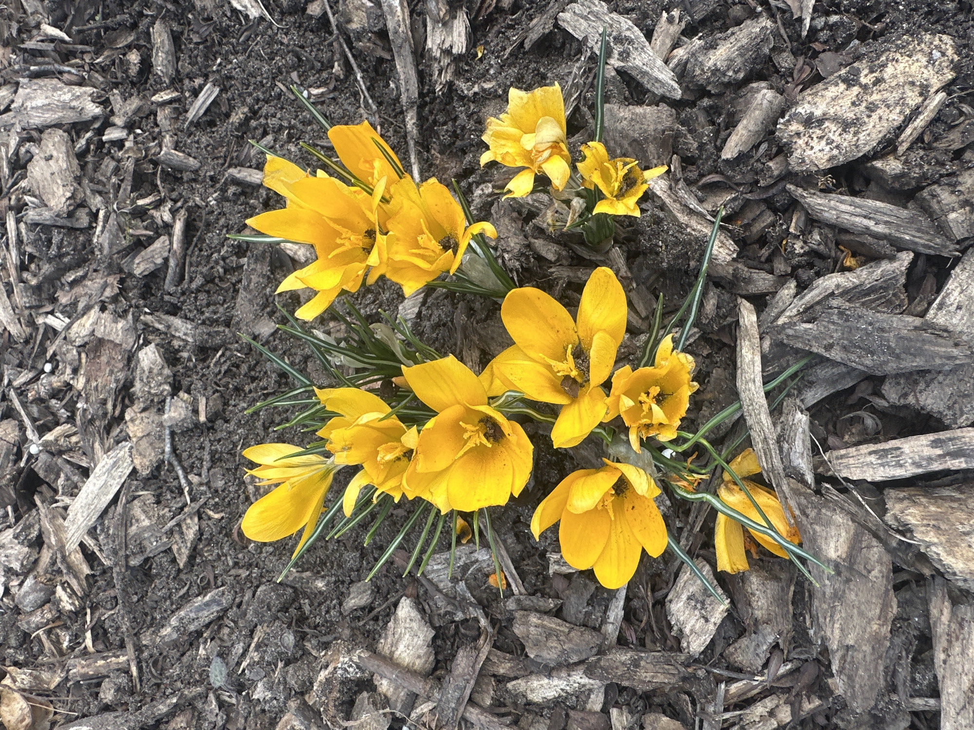 Yellow crocuses bloom in Riga garden setting