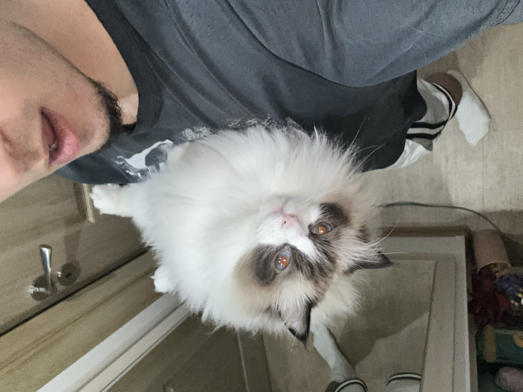 Person takes selfie with Ragdoll cat in Burgas home
